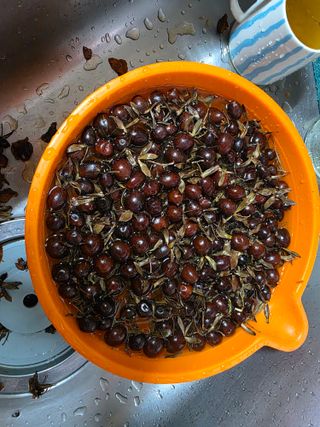 산양삼님의 자유주제 · 자유게시판 작성글 사진