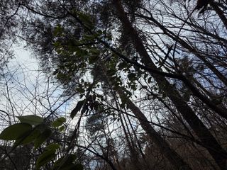 산양삼님의 자유주제 · 자유게시판 작성글 사진