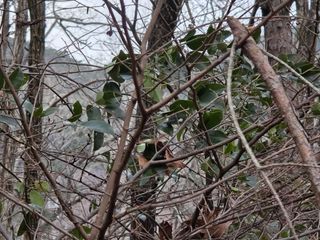 산양삼님의 자유주제 · 자유게시판 작성글 사진