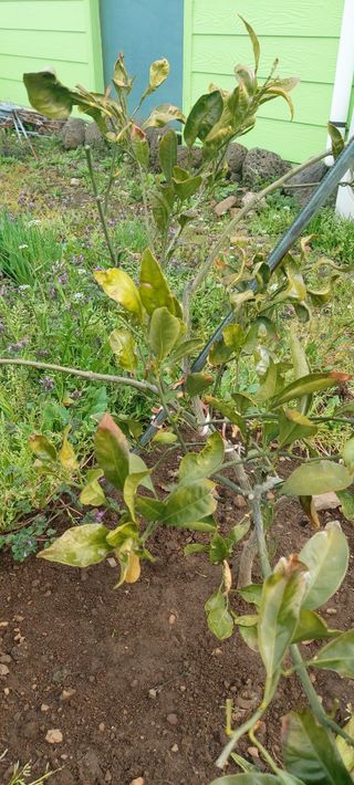 오이6828님의 농사, 무엇이든 물어보세요! · 참여글 작성글 사진