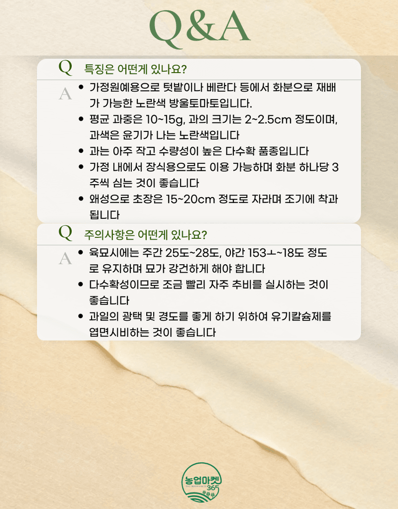 농업마켓365님의 장터 판매 상품 [농업마켓365 아시아종묘 화분재배용 방울토마토 누리마루2호 20립 노랑방울토마토] 첨부 사진