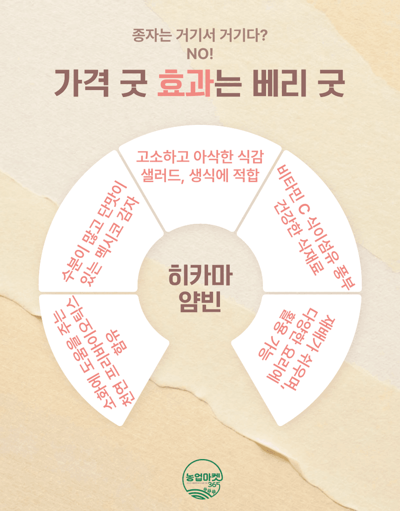 농업마켓365님의 장터 판매 상품 [농업마켓365 아시아종묘 멕시코감자 히카마 30립 종자 씨앗 감자 히카마얌빈] 첨부 사진