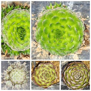 하은와송~♡♡♡~님의 자유주제 · 자유게시판 작성글 사진