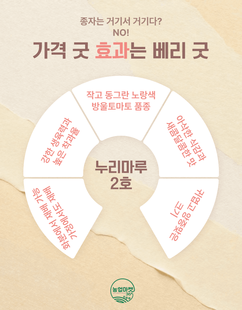 농업마켓365님의 장터 판매 상품 [농업마켓365 아시아종묘 화분재배용 방울토마토 누리마루2호 20립 노랑방울토마토] 첨부 사진