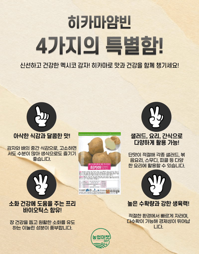 농업마켓365님의 장터 판매 상품 [농업마켓365 아시아종묘 멕시코감자 히카마 30립 종자 씨앗 감자 히카마얌빈] 첨부 사진