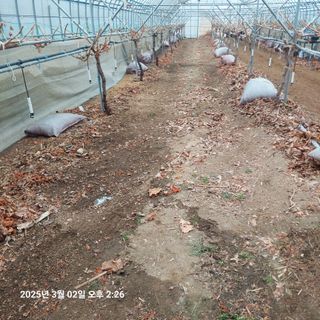 샤인머스켓님의 3월 농사 계획 공유해요 · 참여글 작성글 사진