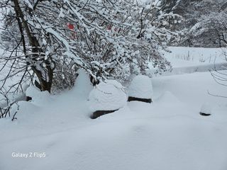 정선 숲속의농부님의 자유주제 · 자유게시판 작성글 사진