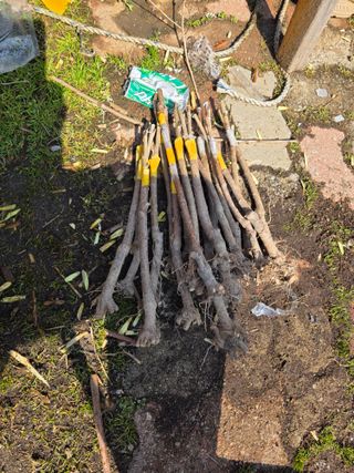 산양삼님의 자유주제 · 자유게시판 작성글 사진