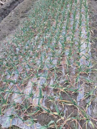 전상완님의 농사, 무엇이든 물어보세요! · 참여글 작성글 사진