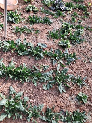 최한기님의 3월 농사 계획 공유해요 · 참여글 작성글 사진