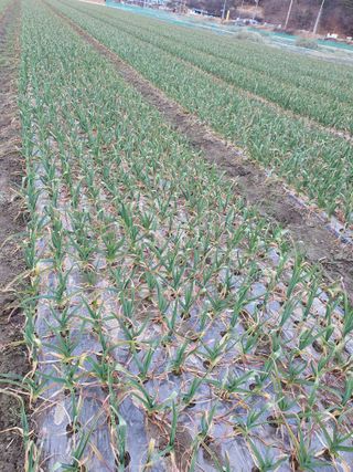 전상완님의 농사, 무엇이든 물어보세요! · 참여글 작성글 사진