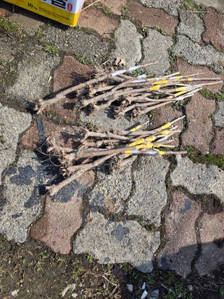 산양삼님의 자유주제 · 자유게시판 작성글 사진