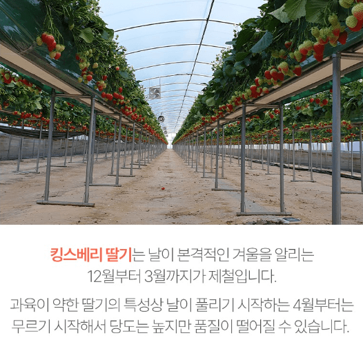 스피드번님의 장터 판매 상품 [딸기 킹스베리] 첨부 사진