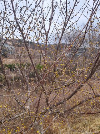 고산국토사랑풀뽑기님의 자유주제 · 자유게시판 작성글 사진