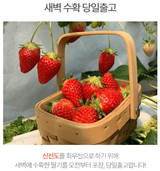 스피드번님의 장터 판매 상품 [딸기 킹스베리] 첨부 사진