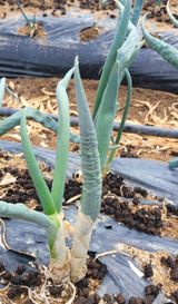 팜모닝 농사, 무엇이든 물어보세요!·참여글 게시글 이미지