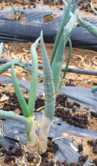 심기섭님의 농사, 무엇이든 물어보세요! · 참여글 작성글 사진