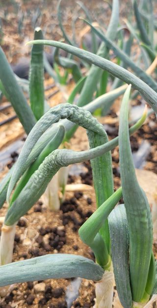 심기섭님의 농사, 무엇이든 물어보세요! · 참여글 작성글 사진