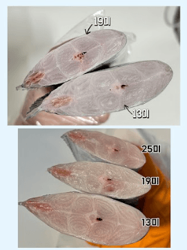 스피드번님의 장터 판매 상품 [[제주수산] 푸르디 은갈치,고등어,삼치] 첨부 사진