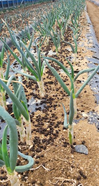 심기섭님의 농사, 무엇이든 물어보세요! · 참여글 작성글 사진