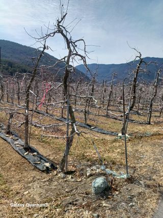 오금식(대청농원)님의 3월 농사 계획 공유해요 · 참여글 작성글 사진