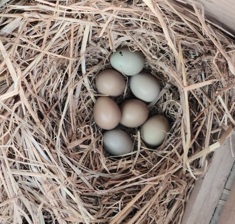 자연 愛 대풍농장님의 장터 판매 상품 [꿩알 30란 ] 첨부 사진