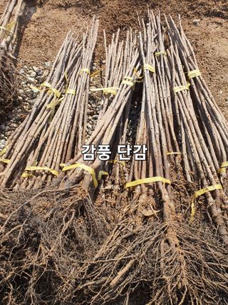 우리농원님의 자유주제 · 자유게시판 작성글 사진