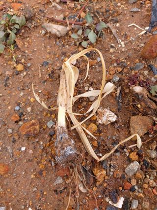 초보님의 농사, 무엇이든 물어보세요! · 참여글 작성글 사진