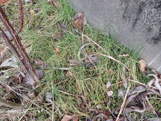 금동이네님의 자유주제 · 자유게시판 작성글 사진