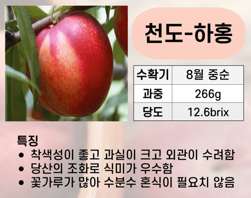 우리농원님의 장터 판매 상품 [복숭아 묘목 신비, 하홍, 유명, 홍백 판매] 첨부 사진