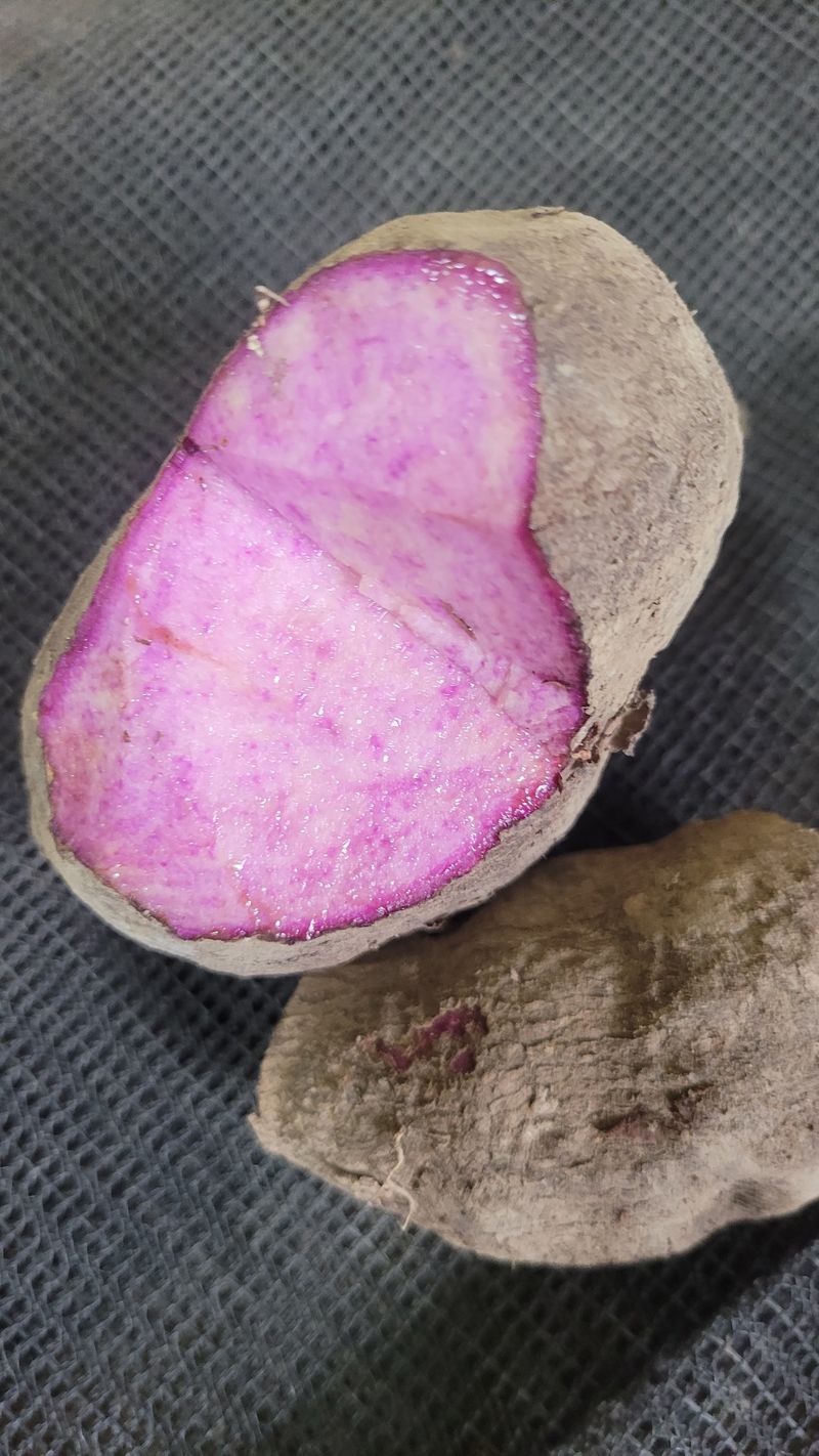 장터 상품 [공룡자색마1kg-15000] 썸네일