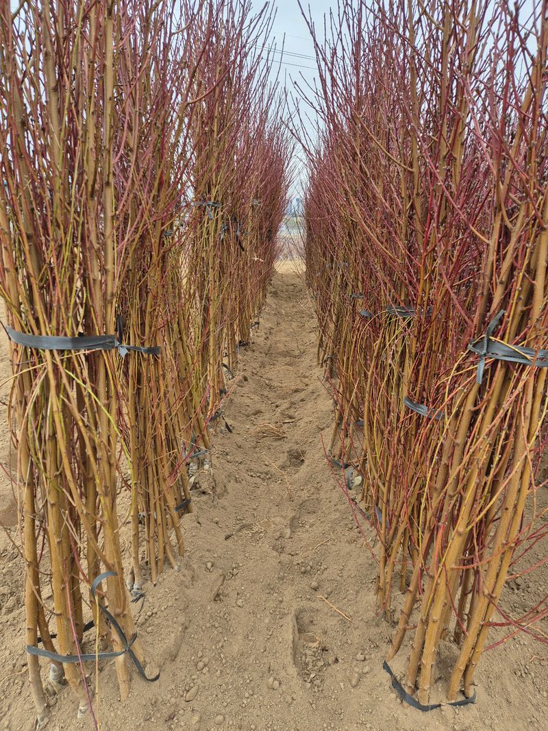 우리농원님의 장터 판매 상품 [복숭아 묘목 신비, 하홍, 유명, 홍백 판매] 첨부 사진