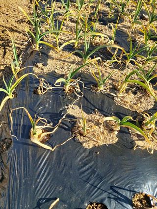 초보님의 농사, 무엇이든 물어보세요! · 참여글 작성글 사진