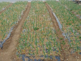 초보님의 농사, 무엇이든 물어보세요! · 참여글 작성글 사진