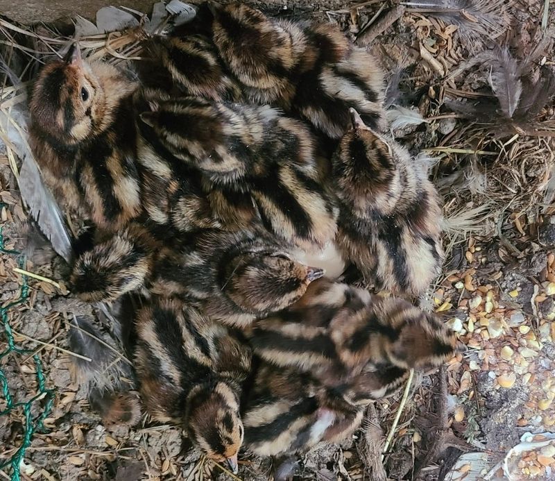 자연 愛 대풍농장님의 장터 판매 상품 [꿩알 30란 ] 첨부 사진