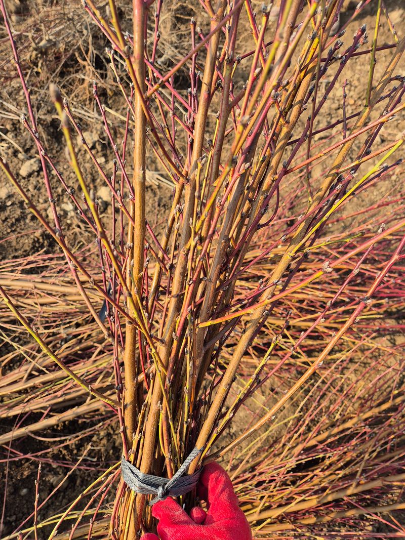 우리농원님의 장터 판매 상품 [복숭아 묘목 신비, 하홍, 유명, 홍백 판매] 첨부 사진