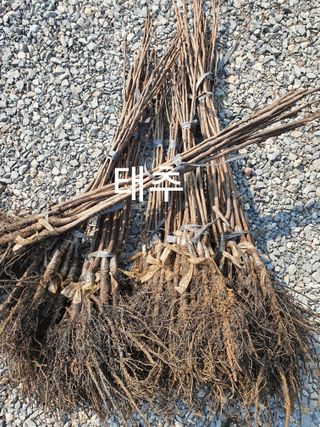 우리농원님의 자유주제 · 자유게시판 작성글 사진