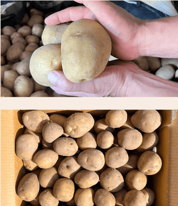 스피드번님의 장터 판매 상품 [25년 하우스 햇감자] 첨부 사진