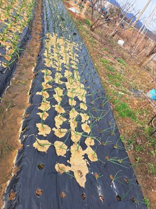 전남무안군박옥주님의 자유주제 · 자유게시판 작성글 사진