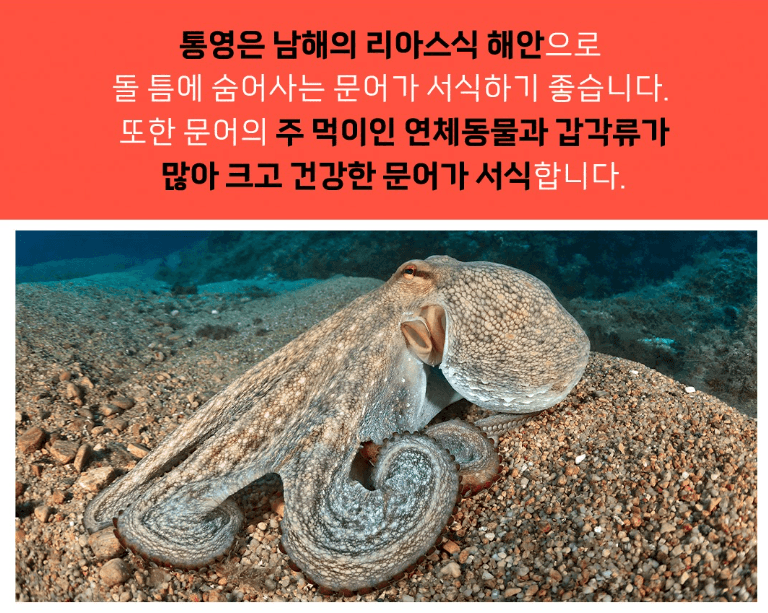 스피드번님의 장터 판매 상품 [국내산 돌문어] 첨부 사진