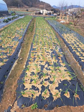 전남무안군박옥주님의 자유주제 · 자유게시판 작성글 사진