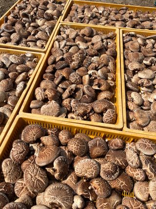 한밭농원님의 자유주제 · 자유게시판 작성글 사진