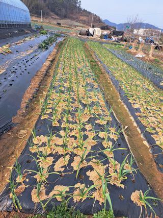 전남무안군박옥주님의 자유주제 · 자유게시판 작성글 사진