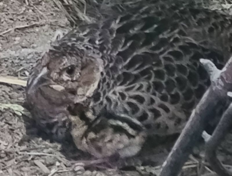 자연 愛 대풍농장님의 장터 판매 상품 [꿩알 30란 ] 첨부 사진