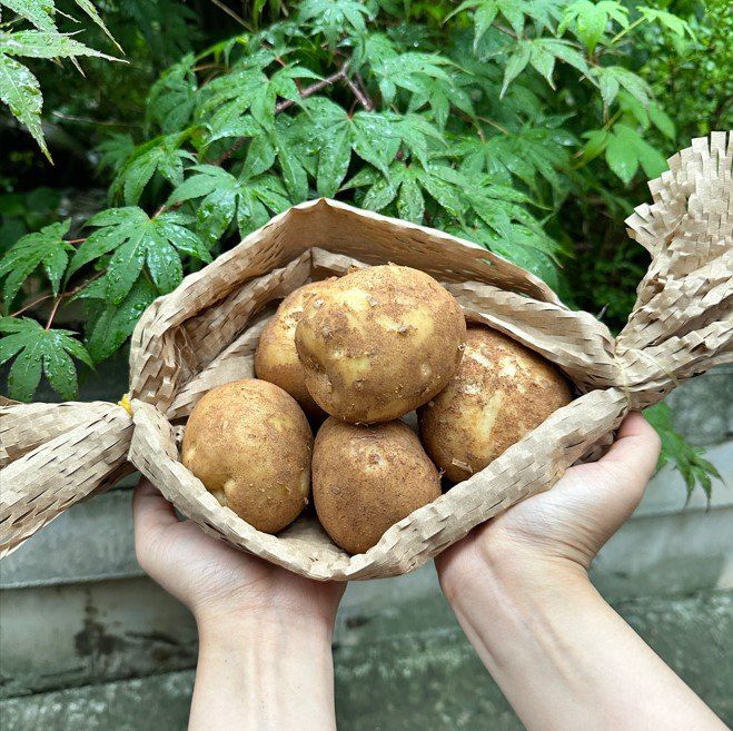 장터 상품 [25년 하우스 햇감자] 썸네일