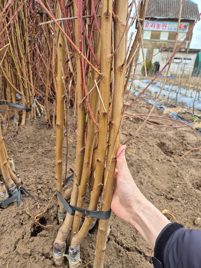 우리농원님의 장터 판매 상품 [복숭아 묘목 신비, 하홍, 유명, 홍백 판매] 첨부 사진