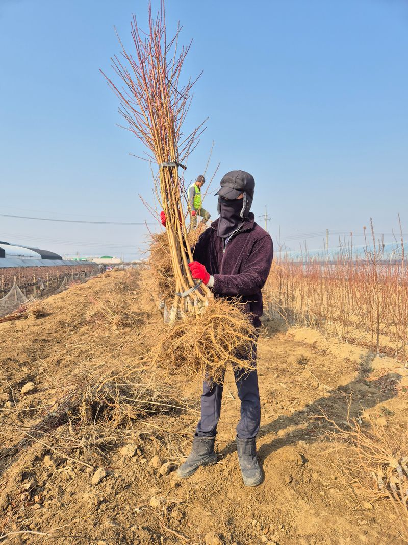 우리농원님의 장터 판매 상품 [복숭아 묘목 신비, 하홍, 유명, 홍백 판매] 첨부 사진