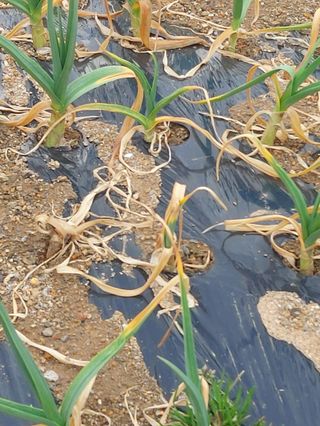 초보님의 농사, 무엇이든 물어보세요! · 참여글 작성글 사진