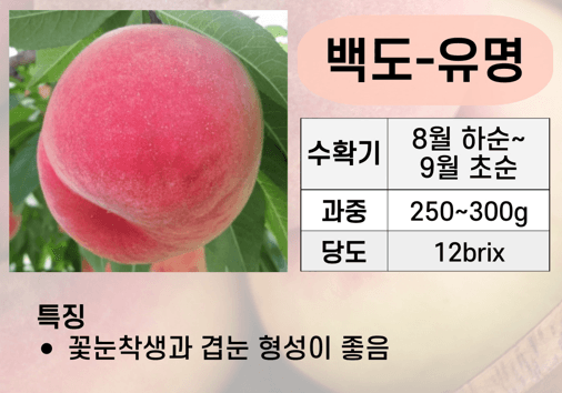 우리농원님의 장터 판매 상품 [복숭아 묘목 신비, 하홍, 유명, 홍백 판매] 첨부 사진