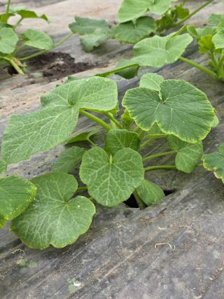 빛그린 김용화님의 자유주제 · 자유게시판 작성글 사진